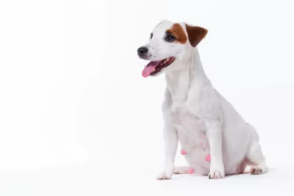 reproduccion-animal-asistida.alt