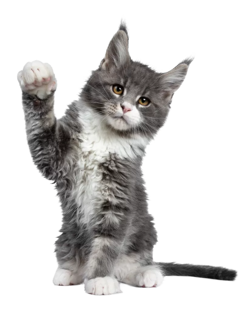 servicio-veterinario-para-gatos-a-domicilio.alt