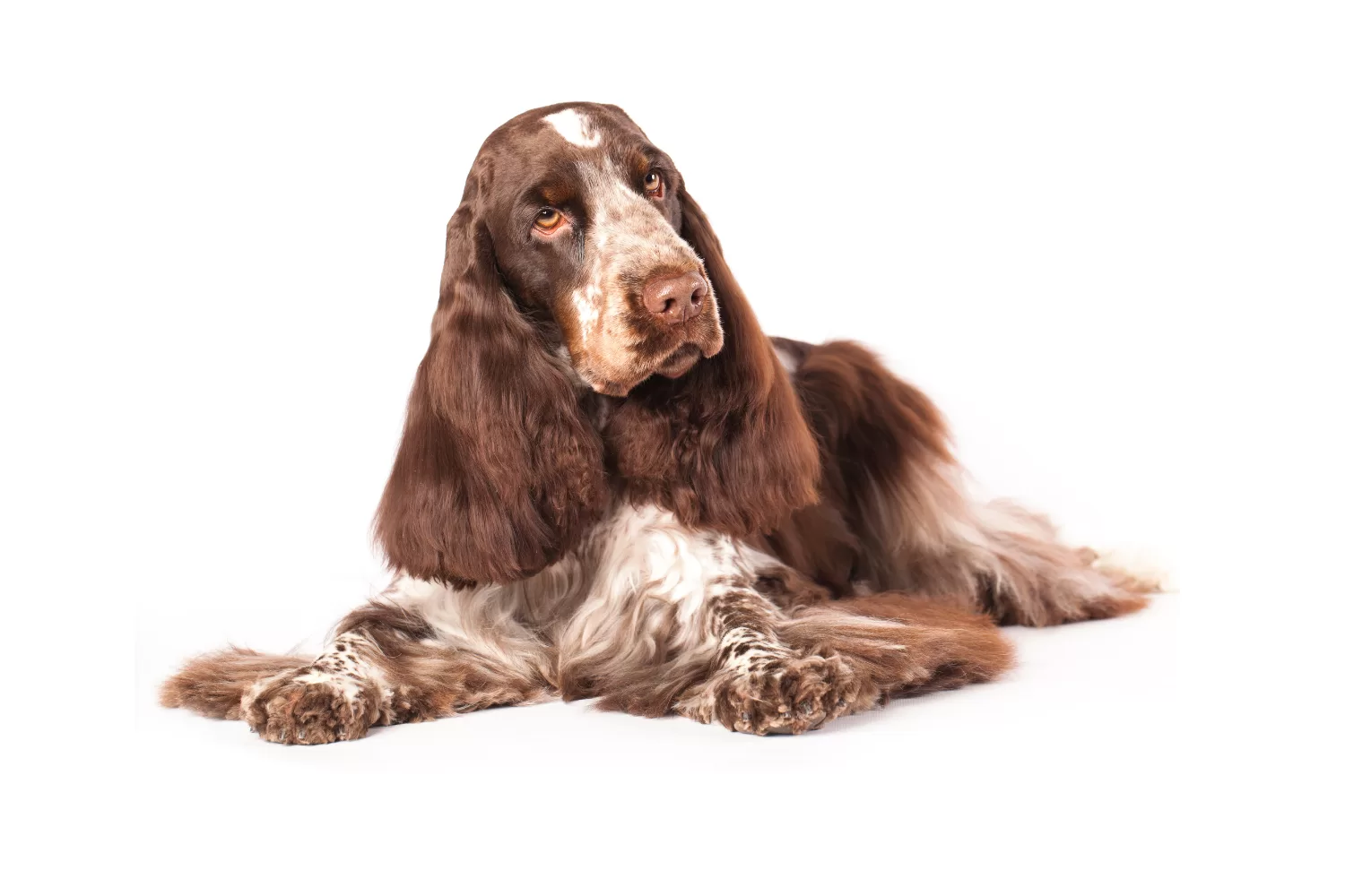 perritos-enfermos-curados-por-drlobinski.alt