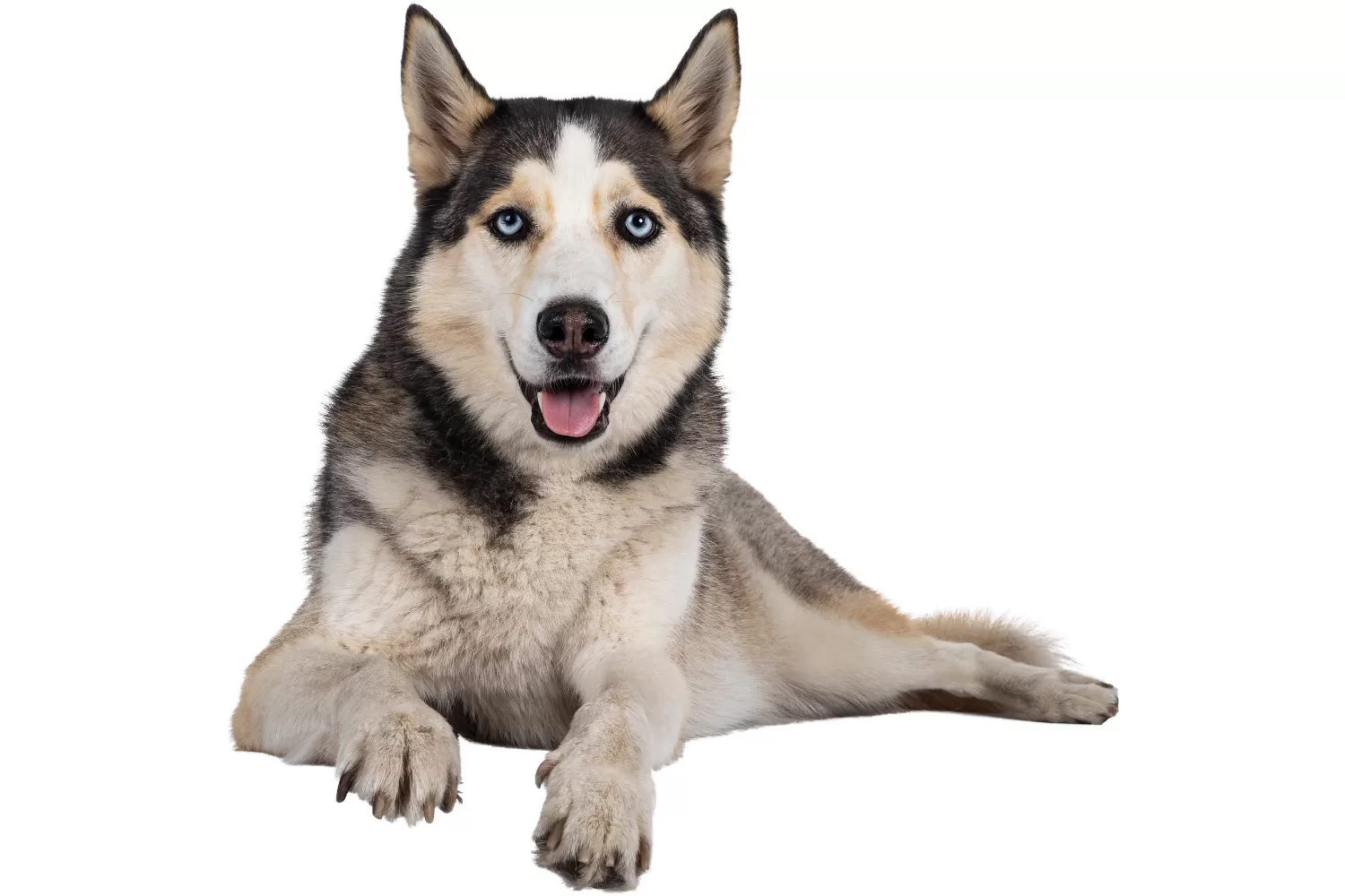 perros-y-gatos-veterinario.alt