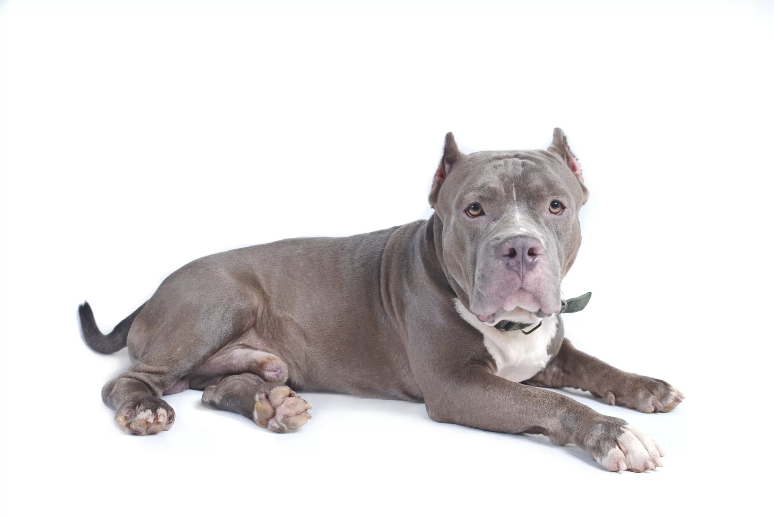 Veterinario-a-domicilio-perros.alt