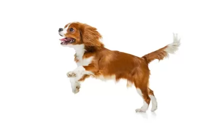 entrenamiento-canino.alt