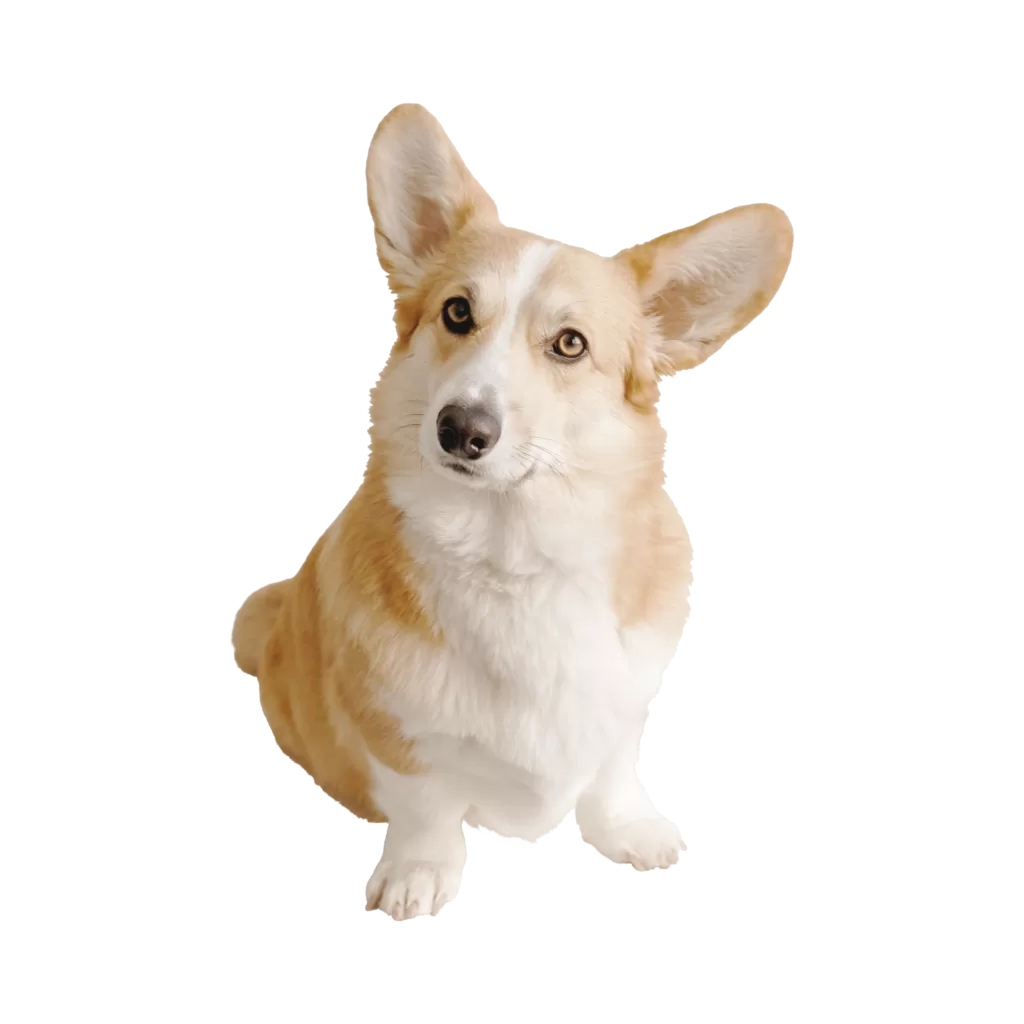 servicio-veterinario-a-domicilio-en-cdmx.alt