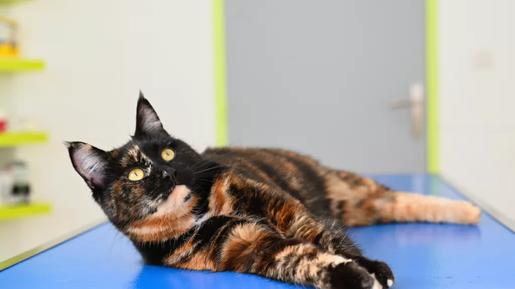 panleucopenia-felina-es-causada-por-un-parvovirus.alt