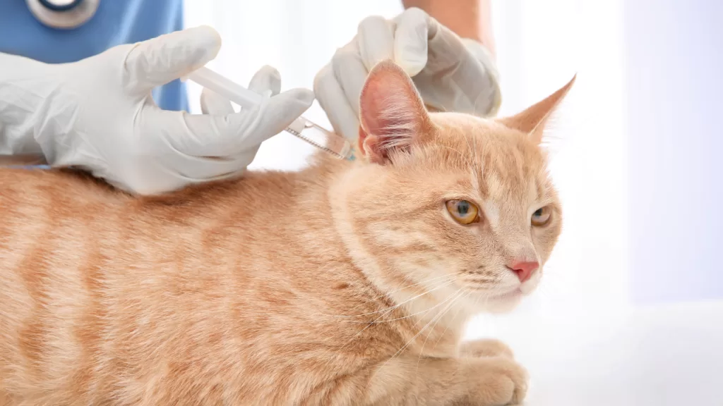 evitas-exponer-a-tu-gato-a-un-ambiente-donde-podrían-haber-estado-otros-animales-infectados.alt