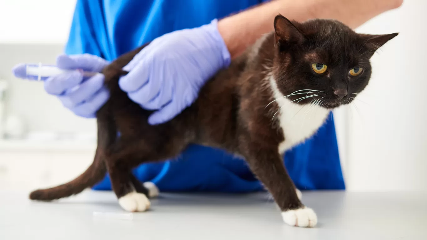 vacunación-felina-2026:-protege-a-tu-gato-ante-el-brote-de-panleucopenia-en-cdmx.alt