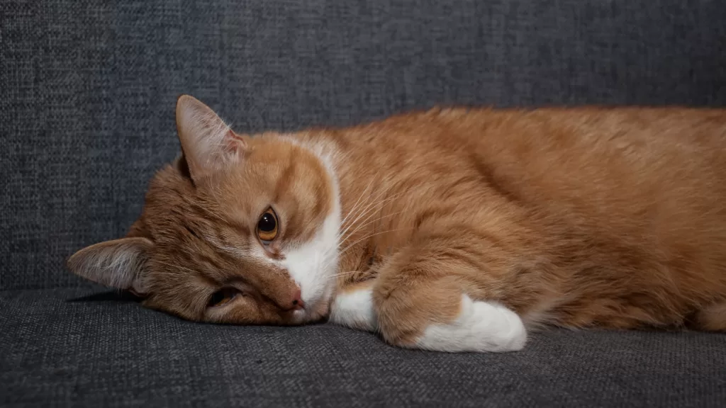 brote-de-panleucopenia-en-cdmx.alt