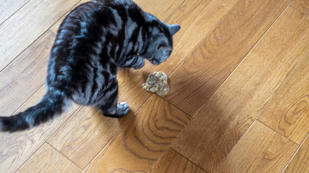 gato-enfermo-atendido-en-domicilio.alt