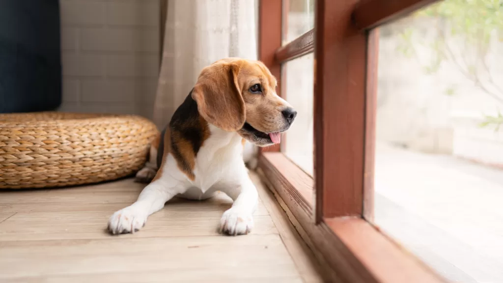 servicio-veterinario-a-domicilio.alt