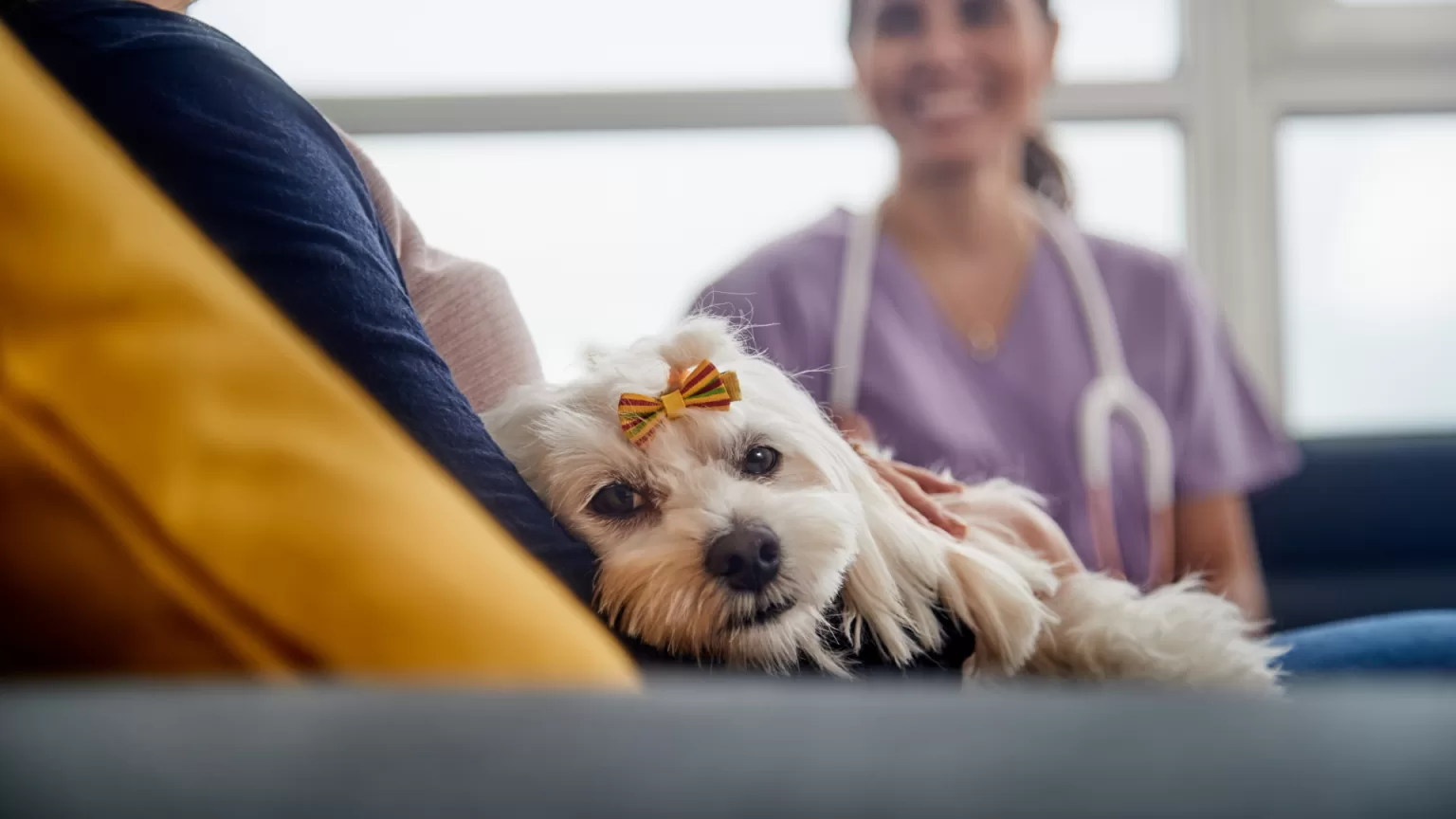 el-mejor-hospital-veterinario-en-cdmx.alt