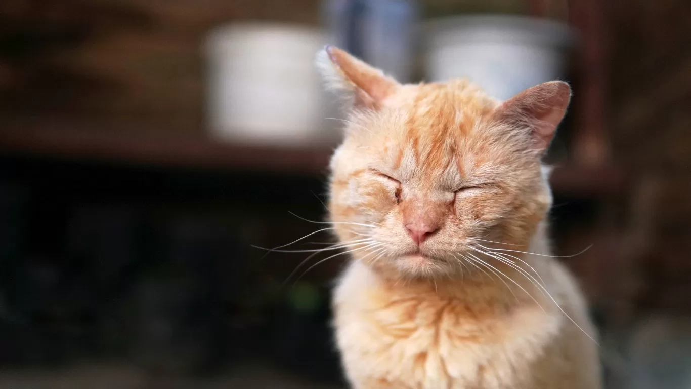 veterinario-a-domicilio-para-gatos-adultos-mayores-en-cdmx.alt