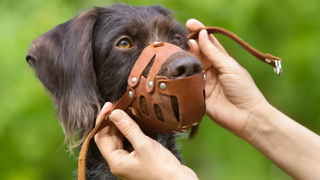 perrito-con-bozal.alt