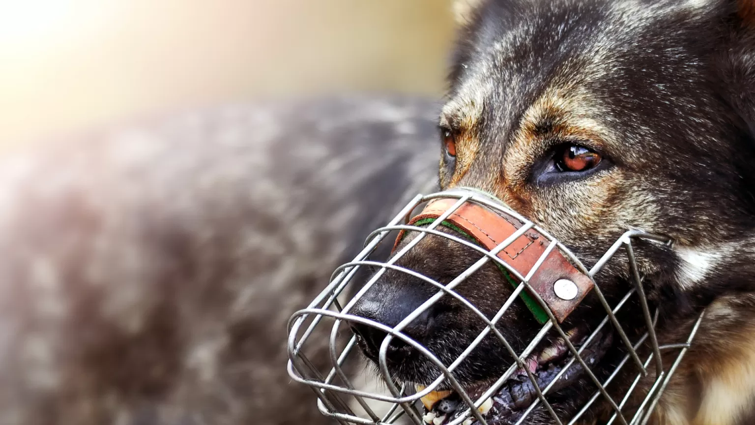 acostumbrar-a-un-perro-al-bozal.alt