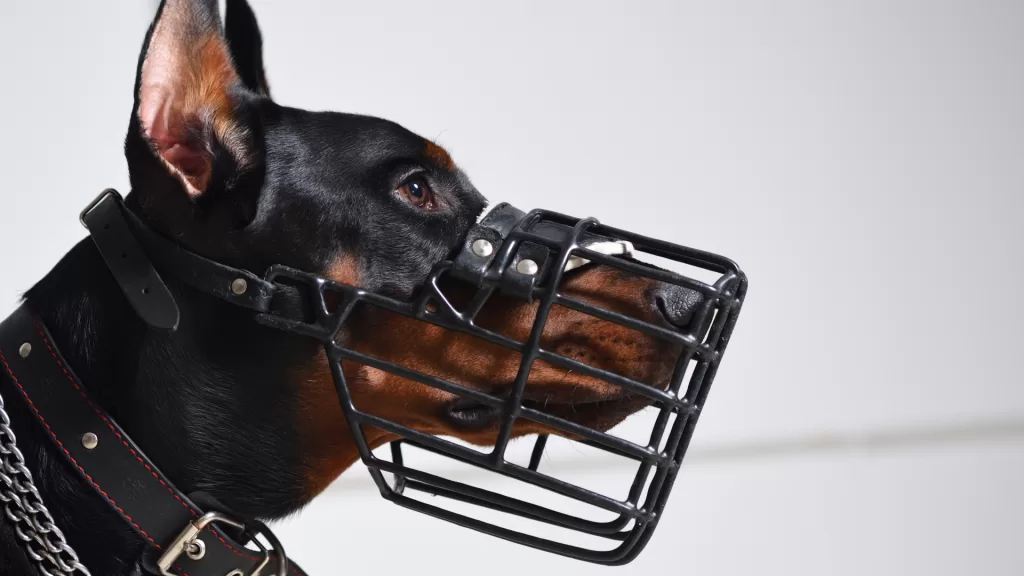 acostumbrar-a-un-perro-al-bozal.alt