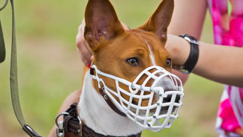 acostumbrar-a-un-perro-al-bozal.alt