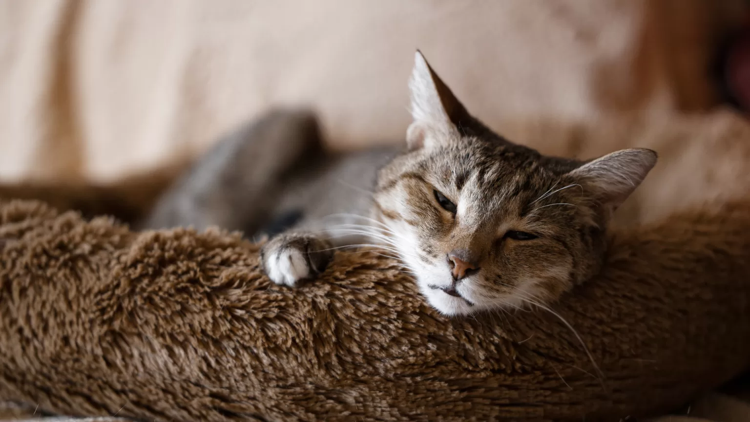 El-mejor-Hospital-Veterinario-en-CDMX.alt