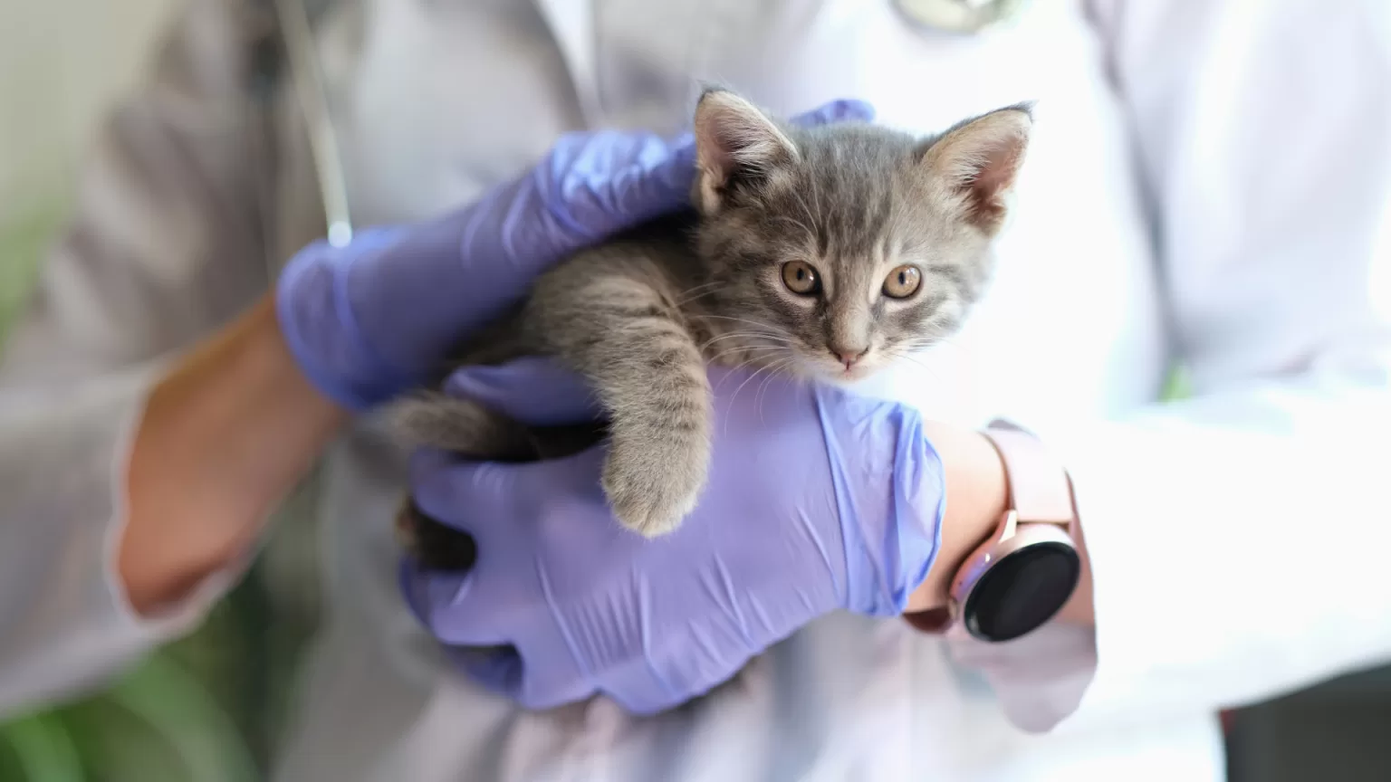 los-mejores-hospitales-veterinarios-en-cdmx.alt