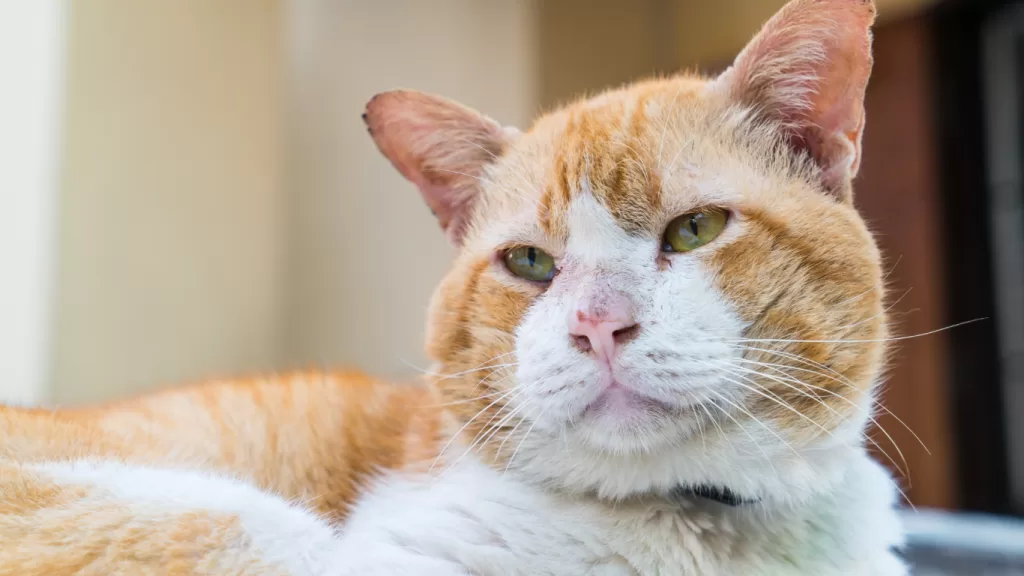 Atención-veterinaria-a-domicilio-para-mascotas-geriátricas-en-CDMX.alt