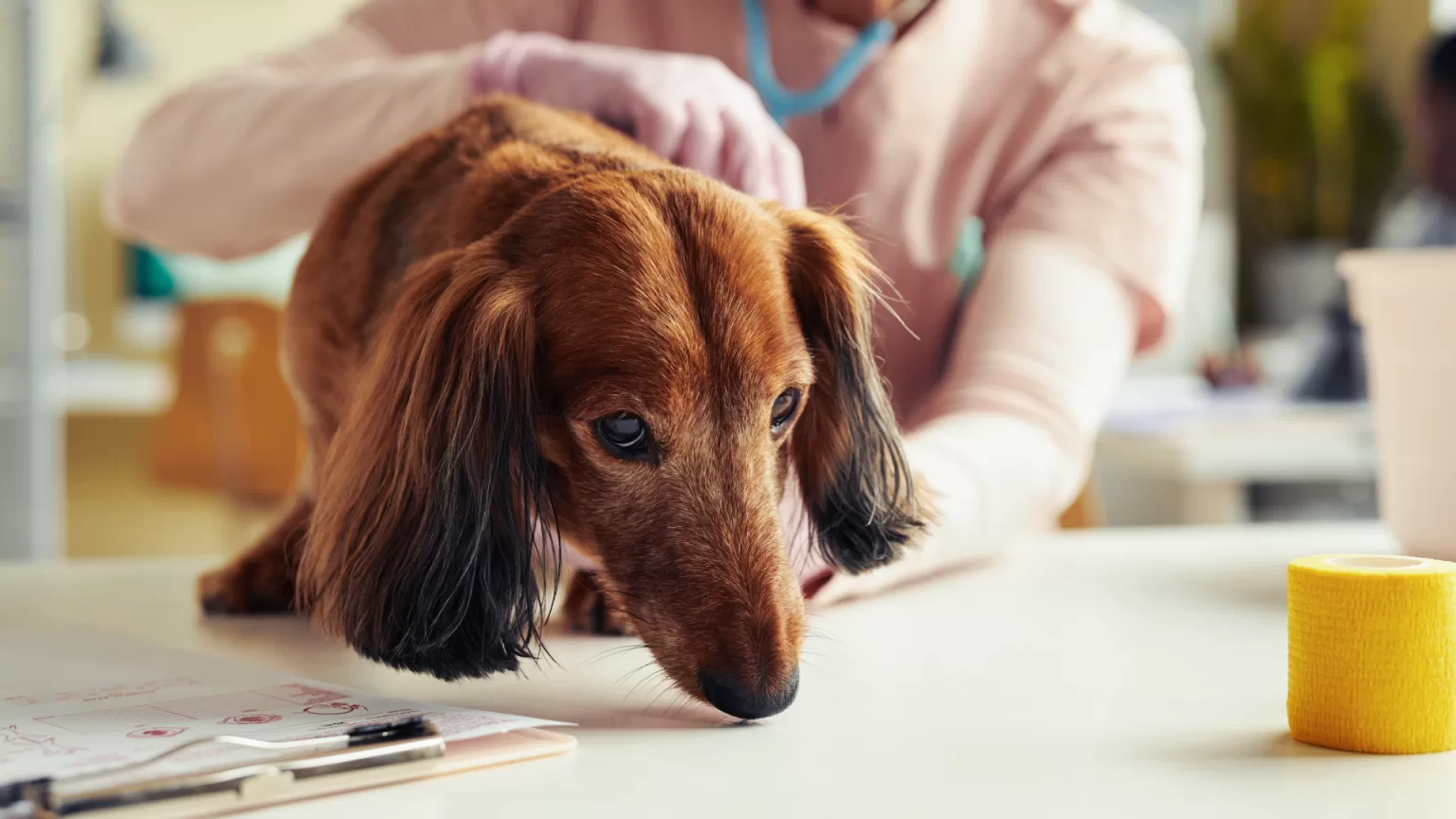 veterinario-cerca-de-ti-en-CDMX.alt