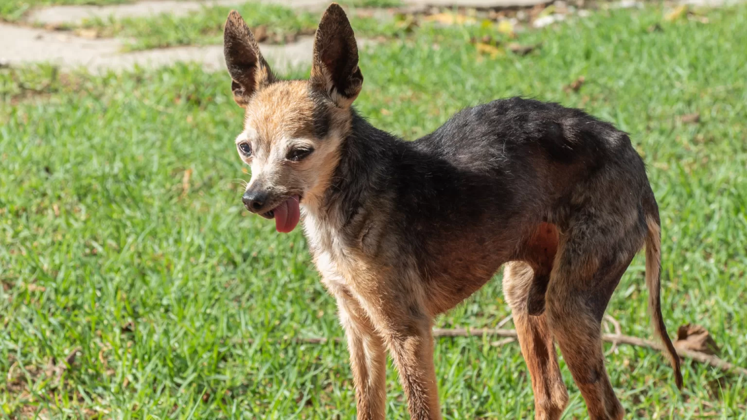 El-veterinario-más-cercano-a-tu-ubicación-en-CDMX.alt