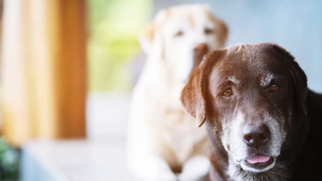 perro-anciano-esperando-al-veterinario.alt