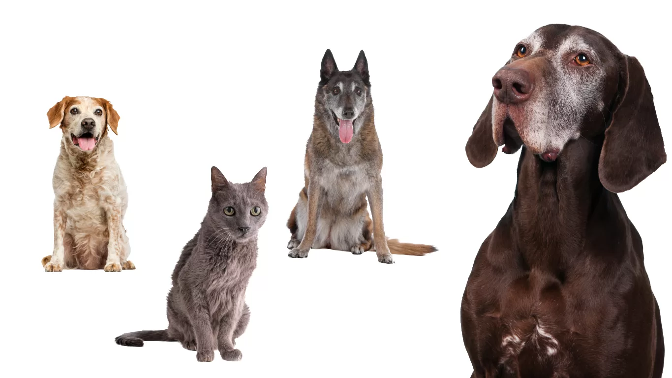 atencion-veterinaria-a-domicilio-para-mascotas-geriatricas-en-cdmx.alt