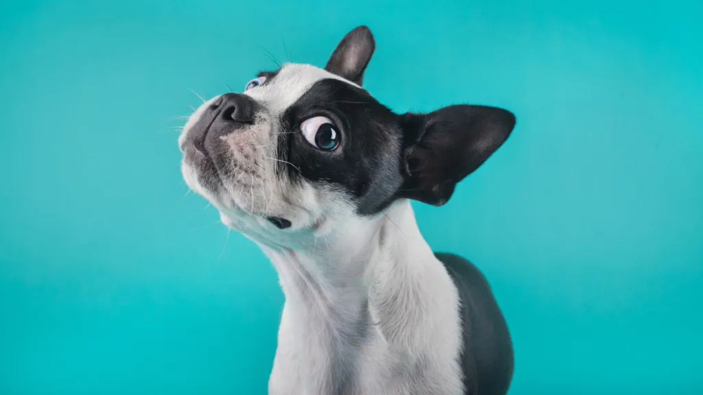 Qué vacunas necesita un cachorro antes de salir a la calle