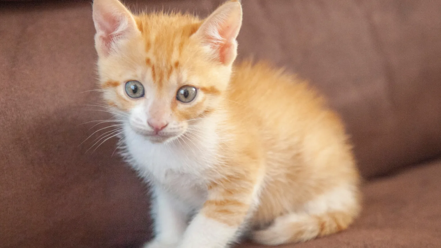 Qué vacunas necesita un gato cachorro antes de salir