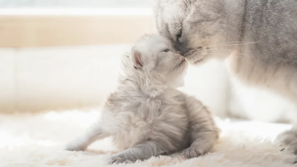 Qué vacunas necesita un gato cachorro antes de salir
