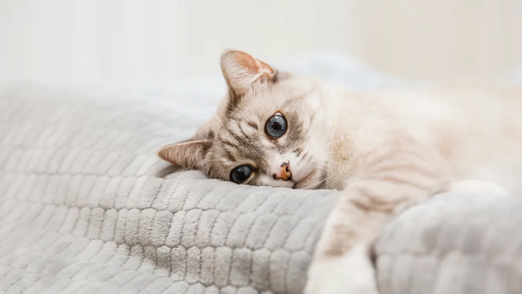 Qué vacunas necesita un gato cachorro antes de salir