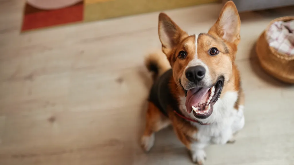 veterinario a domicilio en Cuajimalpa