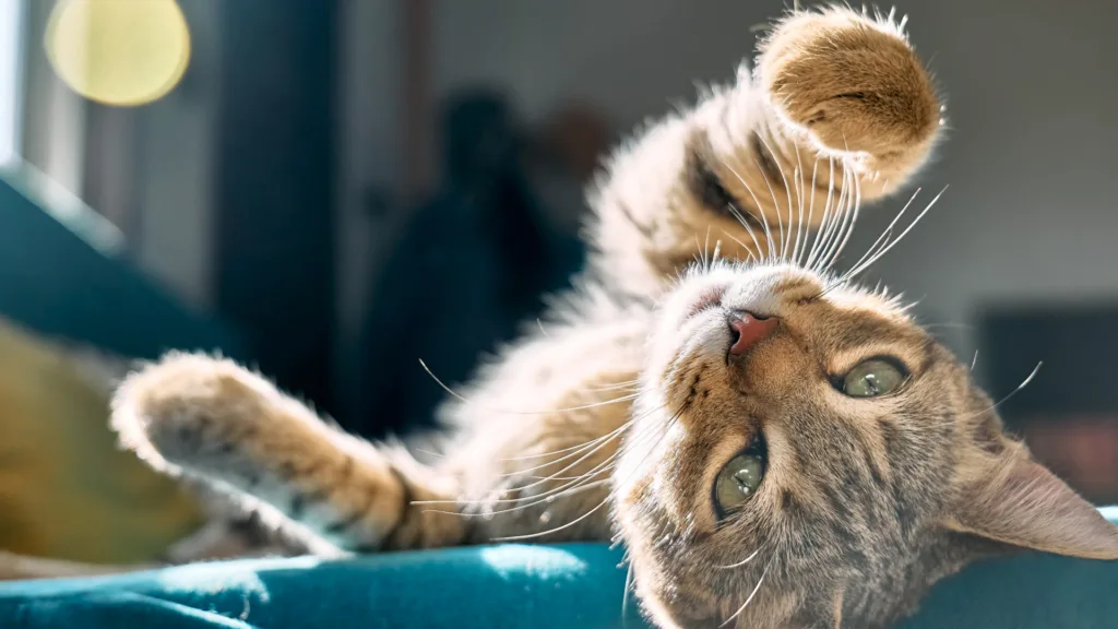 veterinario a domicilio en Cuajimalpa